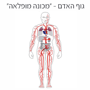 גוף האדם - ״מכונה מופלאה״