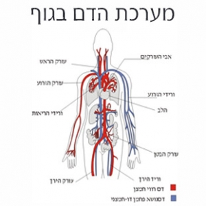 מערכת הדם בגוף