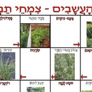 משחקים לימודיים, קבוצתיים, לבתי ספר וגם ללימוד פרטני. שירת העשבים - צמחי תבלין לכיתות ב-ו (להכרת צמחי תבלין)