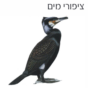 עופות מים בישראל. משחקים לימודיים קבוצתיים לבתי ספר, וגם ללימוד פרטני